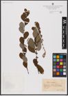 Foto von Salix aurita L.